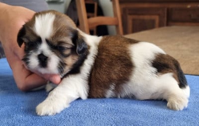 Les chiots de Shih Tzu