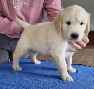 Les chiots de Golden Retriever