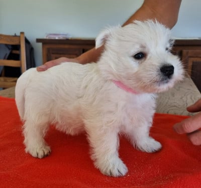 Les chiots de West Highland White Terrier