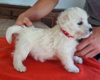 Les chiots de West Highland White Terrier