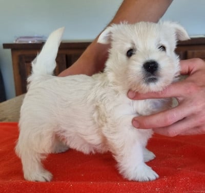 Les chiots de West Highland White Terrier