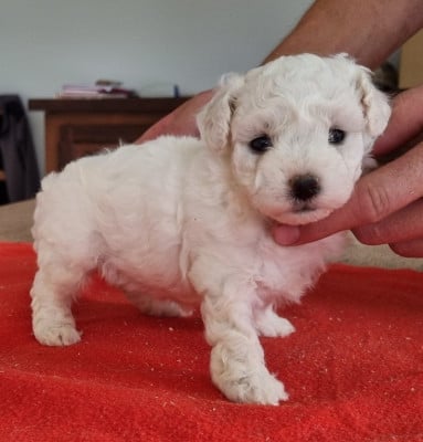 Les chiots de Bichon Frise