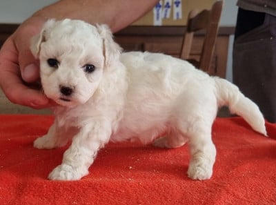 Les chiots de Bichon Frise