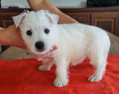Les chiots de West Highland White Terrier