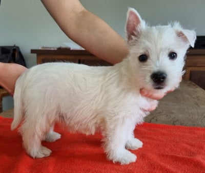 Les chiots de West Highland White Terrier