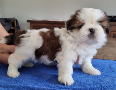 Les chiots de Shih Tzu