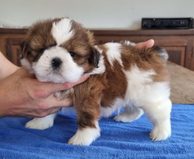 Les chiots de Shih Tzu