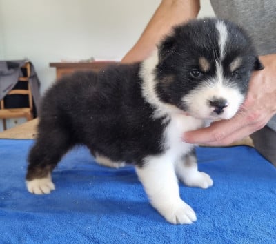 Les chiots de Berger Australien
