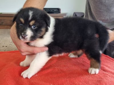 Les chiots de Berger Australien