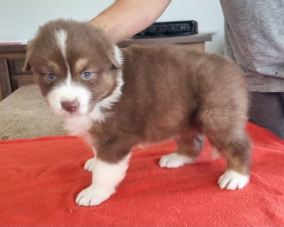 Les chiots de Berger Australien