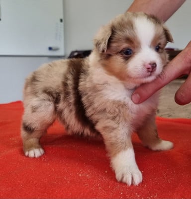 Les chiots de Berger Américain Miniature 