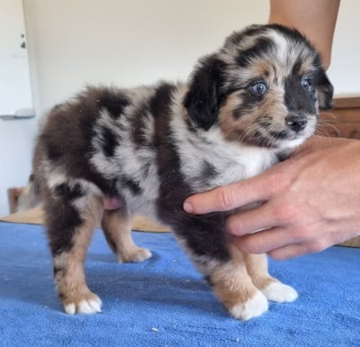 Les chiots de Berger Américain Miniature 