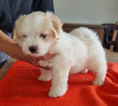 Les chiots de Coton de Tulear