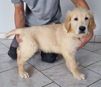 Les chiots de Golden Retriever