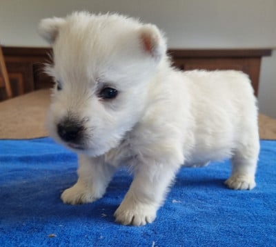 Les chiots de West Highland White Terrier