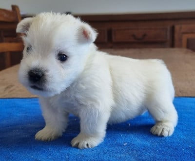 Les chiots de West Highland White Terrier