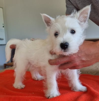 Les chiots de West Highland White Terrier