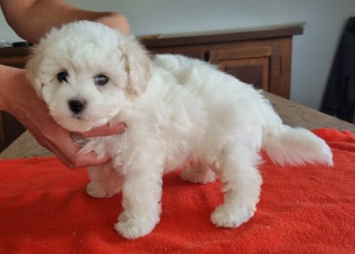Les chiots de Bichon Frise