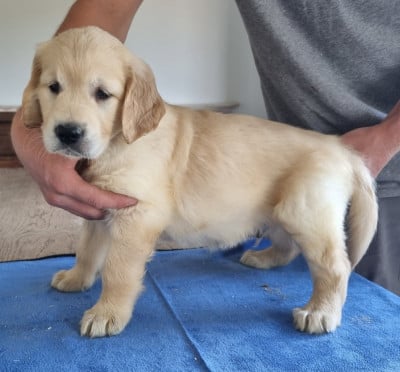 Les chiots de Golden Retriever