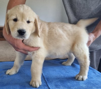 Les chiots de Golden Retriever
