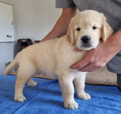 Les chiots de Golden Retriever