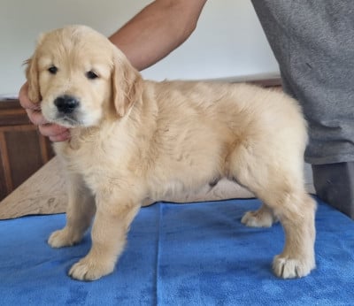 Les chiots de Golden Retriever