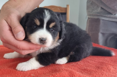 Les chiots de Berger Américain Miniature 