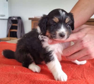 Les chiots de Berger Américain Miniature 