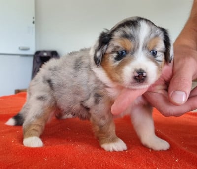 Les chiots de Berger Américain Miniature 