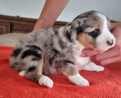 Les chiots de Berger Américain Miniature 