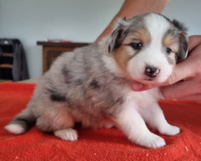 Les chiots de Berger Américain Miniature 