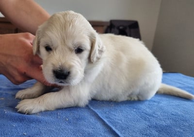 Les chiots de Golden Retriever