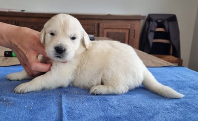 Les chiots de Golden Retriever