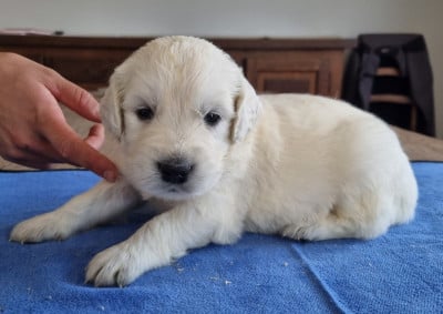 Les chiots de Golden Retriever