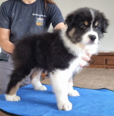 Les chiots de Berger Australien