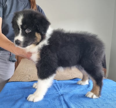 Les chiots de Berger Australien