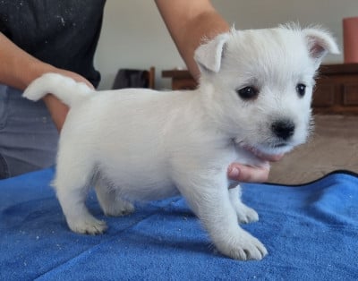 Les chiots de West Highland White Terrier