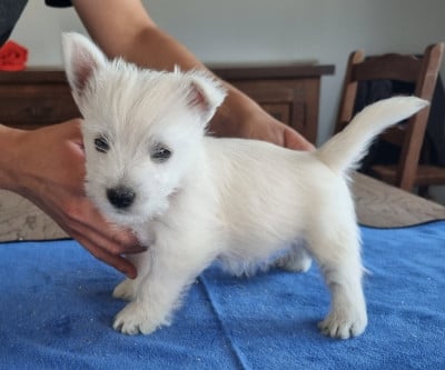 Les chiots de West Highland White Terrier