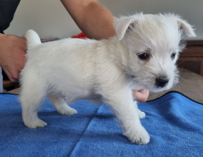 Les chiots de West Highland White Terrier