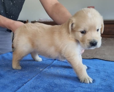 Chiot N°2 - Golden Retriever