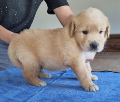 Chiot N°3 - Golden Retriever