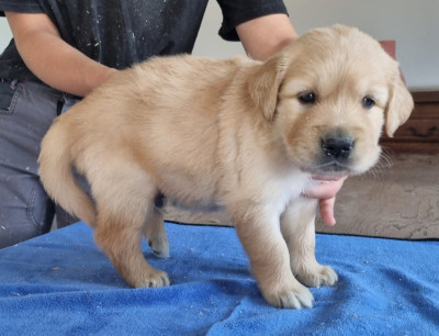 Chiot N°4 - Golden Retriever
