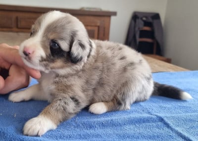 Les chiots de Berger Américain Miniature 
