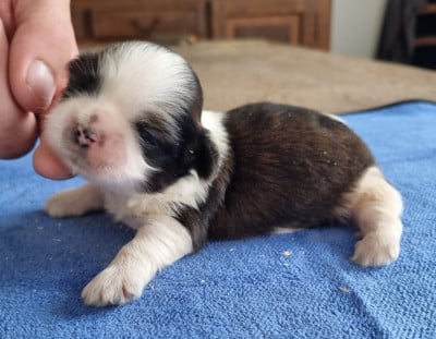 Les chiots de Shih Tzu
