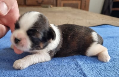 Les chiots de Shih Tzu