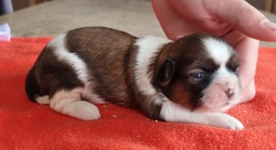 Les chiots de Shih Tzu