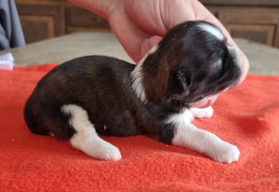 Les chiots de Shih Tzu