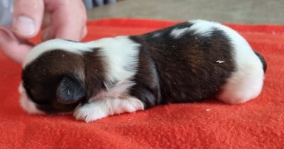 Les chiots de Shih Tzu