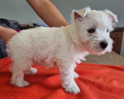 Chiot N°3 - West Highland White Terrier