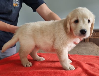 Les chiots de Golden Retriever